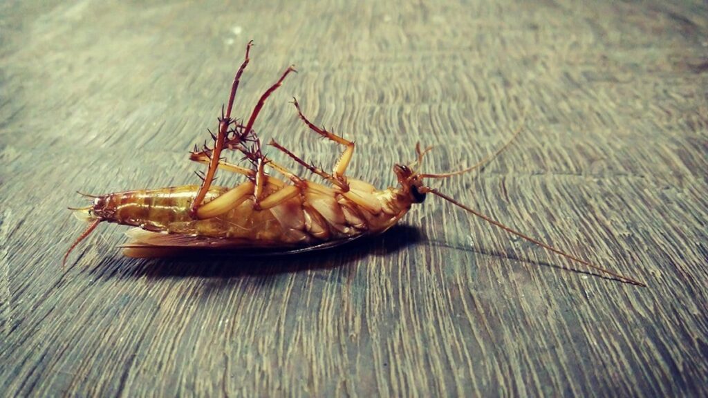 cockroach control cockroach control